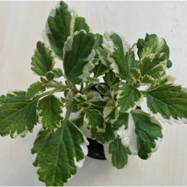 Szúnyogűző - Kakassarkantyú - Plectranthus
