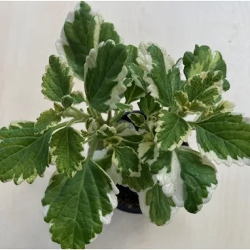 Szúnyogűző - Kakassarkantyú - Plectranthus
