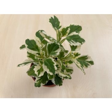 Szúnyogűző - Kakassarkantyú - Plectranthus