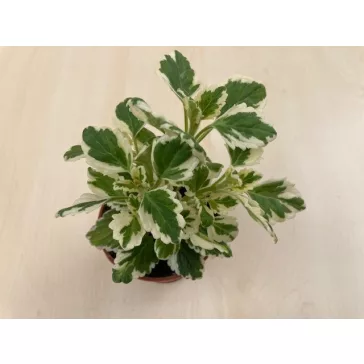 Szúnyogűző - Kakassarkantyú - Plectranthus