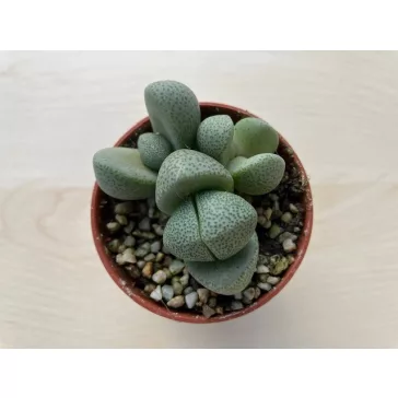 Pleiospilos nelii - Gömbölyű gránitvirág