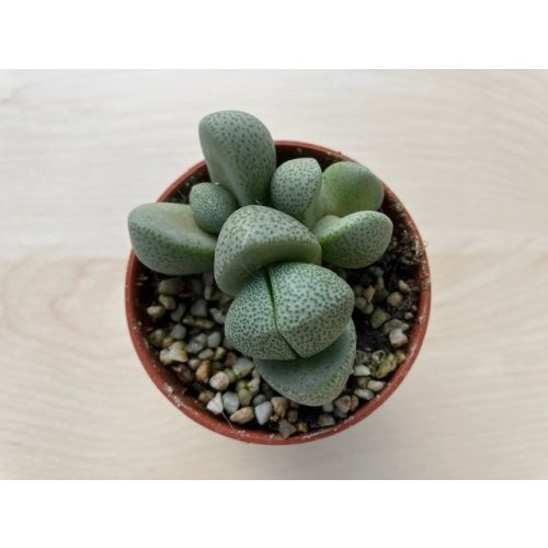 Pleiospilos nelii - Gömbölyű gránitvirág