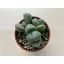 Pleiospilos nelii - Gömbölyű gránitvirág