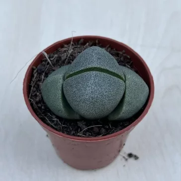 Pleiospilos nelii2 - Gömbölyű gránitvirág
