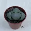 Pleiospilos nelii2 - Gömbölyű gránitvirág