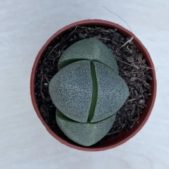 Pleiospilos nelii2 - Gömbölyű gránitvirág