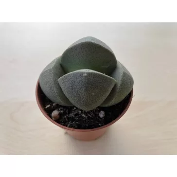 Pleiospilos nelii2 - Gömbölyű gránitvirág