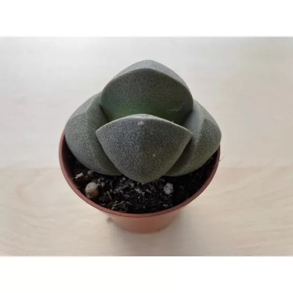 Pleiospilos nelii2 - Gömbölyű gránitvirág