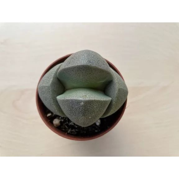 Pleiospilos nelii2 - Gömbölyű gránitvirág