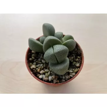 Pleiospilos nelii - Gömbölyű gránitvirág