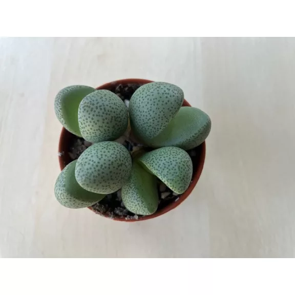 Pleiospilos nelii - Gömbölyű gránitvirág