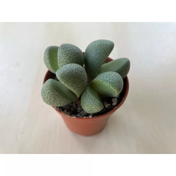 Pleiospilos nelii - Gömbölyű gránitvirág