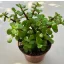 Portulacaria afra 12 cm-es cserépben
