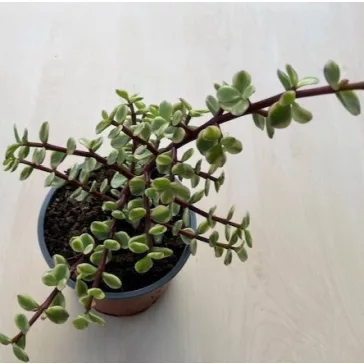Portulacaria afra 'Variegata' 12 cm-es cserépben