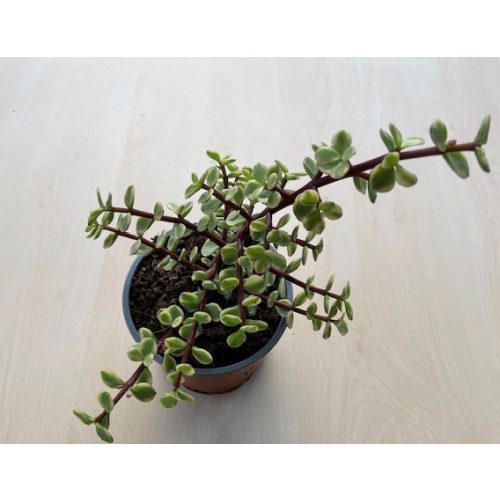 Portulacaria afra 'Variegata' 12 cm-es cserépben