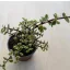 Portulacaria afra 'Variegata' 12 cm-es cserépben