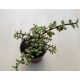 Portulacaria afra 'Variegata' 12 cm-es cserépben