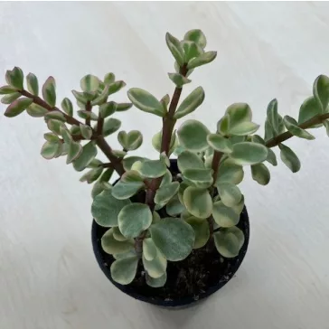 Portulacaria afra 'Variegata'