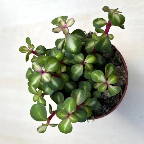 Portulacaria afra 'Mediopicta' - elefántcserje Portulacaria afra 'Mediopicta' - elefántcserje