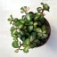 Portulacaria afra 'Mediopicta' - elefántcserje