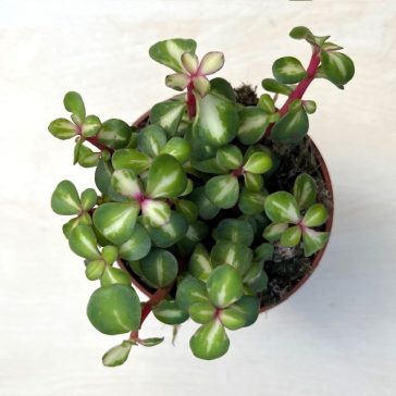 Portulacaria afra 'Mediopicta' - elefántcserje