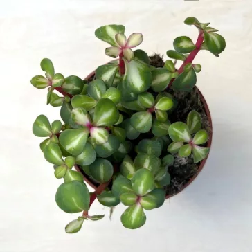 Portulacaria afra 'Mediopicta' - elefántcserje