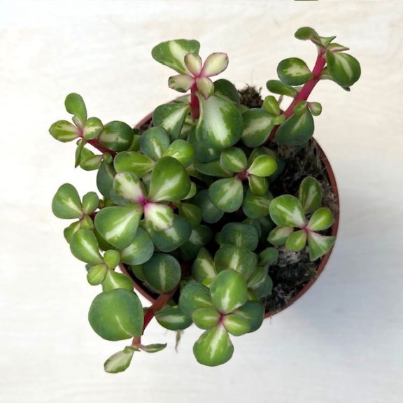 Portulacaria afra 'Mediopicta' - elefántcserje