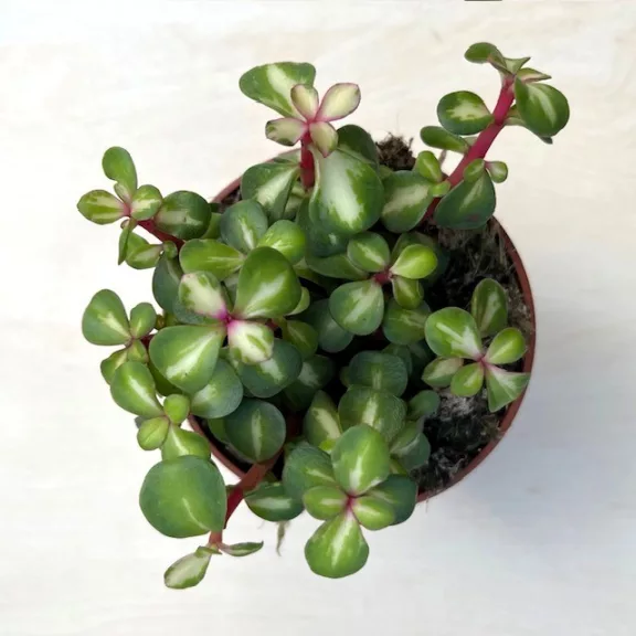Portulacaria afra 'Mediopicta' - elefántcserje Portulacaria afra 'Mediopicta' - elefántcserje