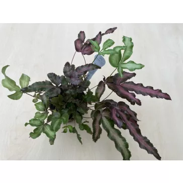   Pteris cretica 'Albolineata Make up Roze' - Szalagpáfrány