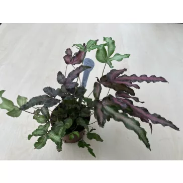   Pteris cretica 'Albolineata Make up Roze' - Szalagpáfrány