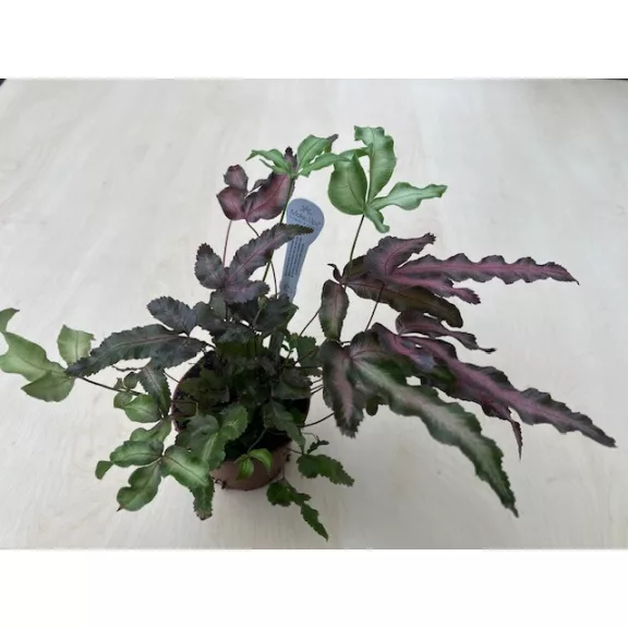 Pteris cretica 'Albolineata Make up Roze' - Szalagpáfrány