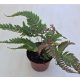 Pteris quadriaurita ‘Tricolor’  nagyobb