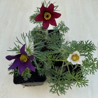 Pulsatilla vulgaris - Nyugati kökörcsin 