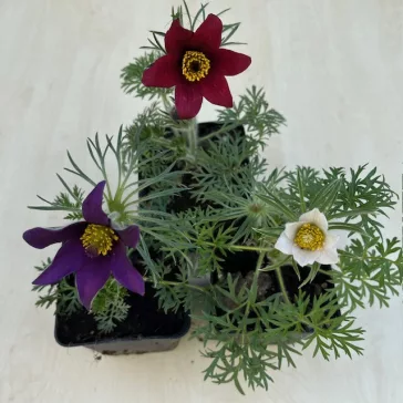 Pulsatilla vulgaris - Nyugati kökörcsin ELVIRÁGZOTT!