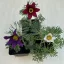 Pulsatilla vulgaris - Nyugati kökörcsin ELVIRÁGZOTT!