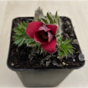 Pulsatilla vulgaris - Nyugati kökörcsin ELVIRÁGZOTT!