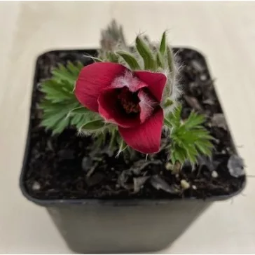 Pulsatilla vulgaris - Nyugati kökörcsin ELVIRÁGZOTT!
