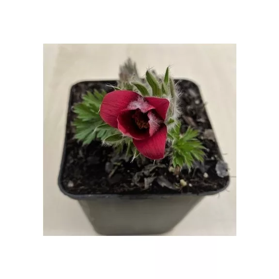 Pulsatilla vulgaris - Nyugati kökörcsin ELVIRÁGZOTT! Pulsatilla vulgaris - Nyugati kökörcsin ELVIRÁGZOTT!