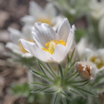 Pulsatilla vulgaris - Nyugati kökörcsin ELVIRÁGZOTT!