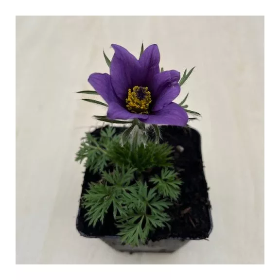 Pulsatilla vulgaris - Nyugati kökörcsin ELVIRÁGZOTT! Pulsatilla vulgaris - Nyugati kökörcsin ELVIRÁGZOTT!