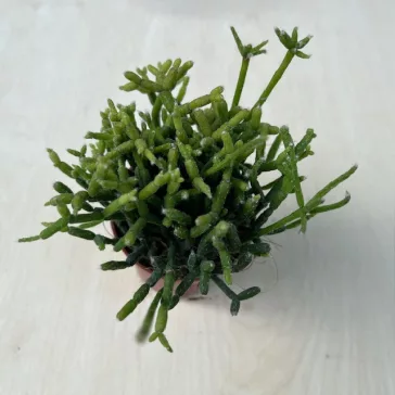Rhipsalis cereuscula