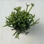 Rhipsalis cereuscula