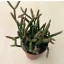 Rhipsalis ewaldiana