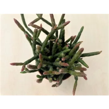 Rhipsalis ewaldiana