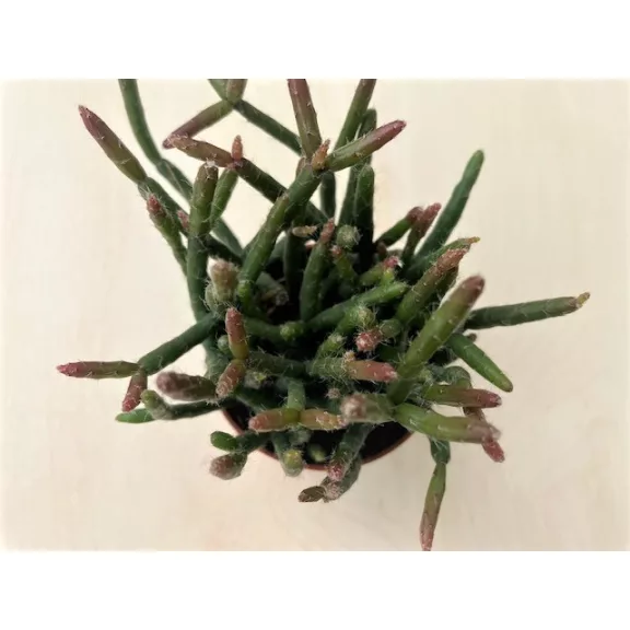 Rhipsalis ewaldiana