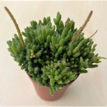 Rhipsalis mesembryanthemoides