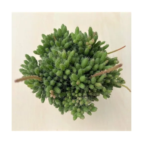 Rhipsalis mesembryanthemoides