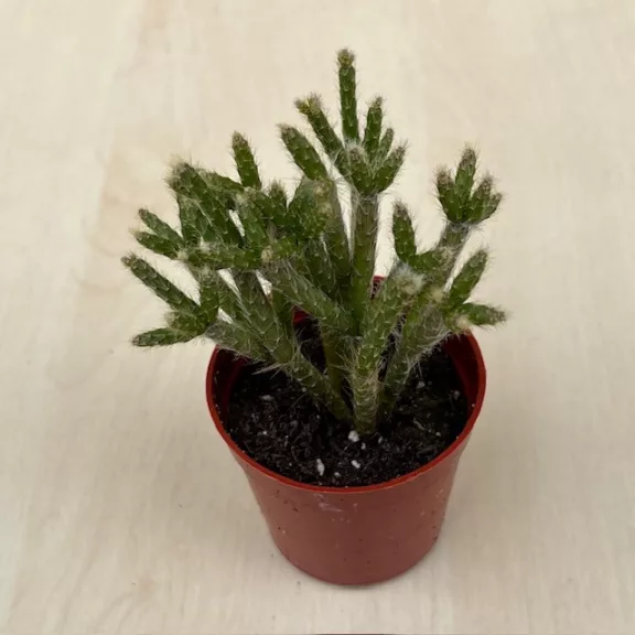 Rhipsalis pilocarpa
