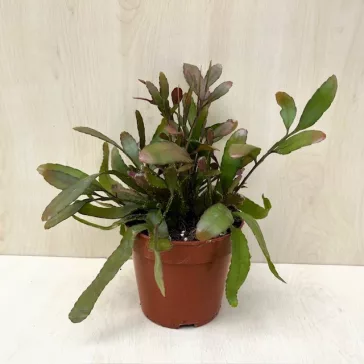 Rhipsalis Red Coral