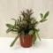 Rhipsalis Red Coral